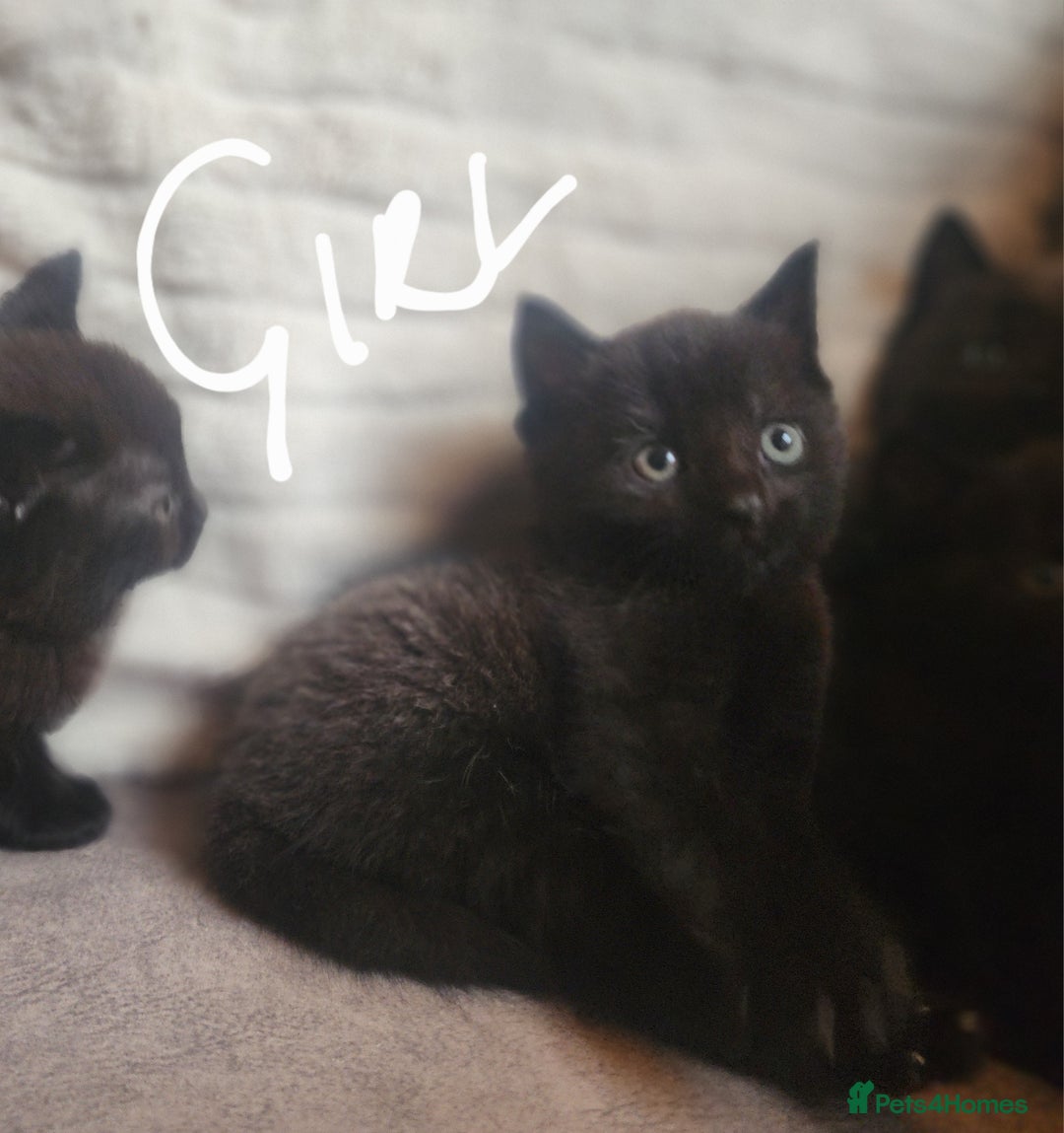 British Shorthair cats for sale: 5 beautiful british shorthair kittens - Image 21