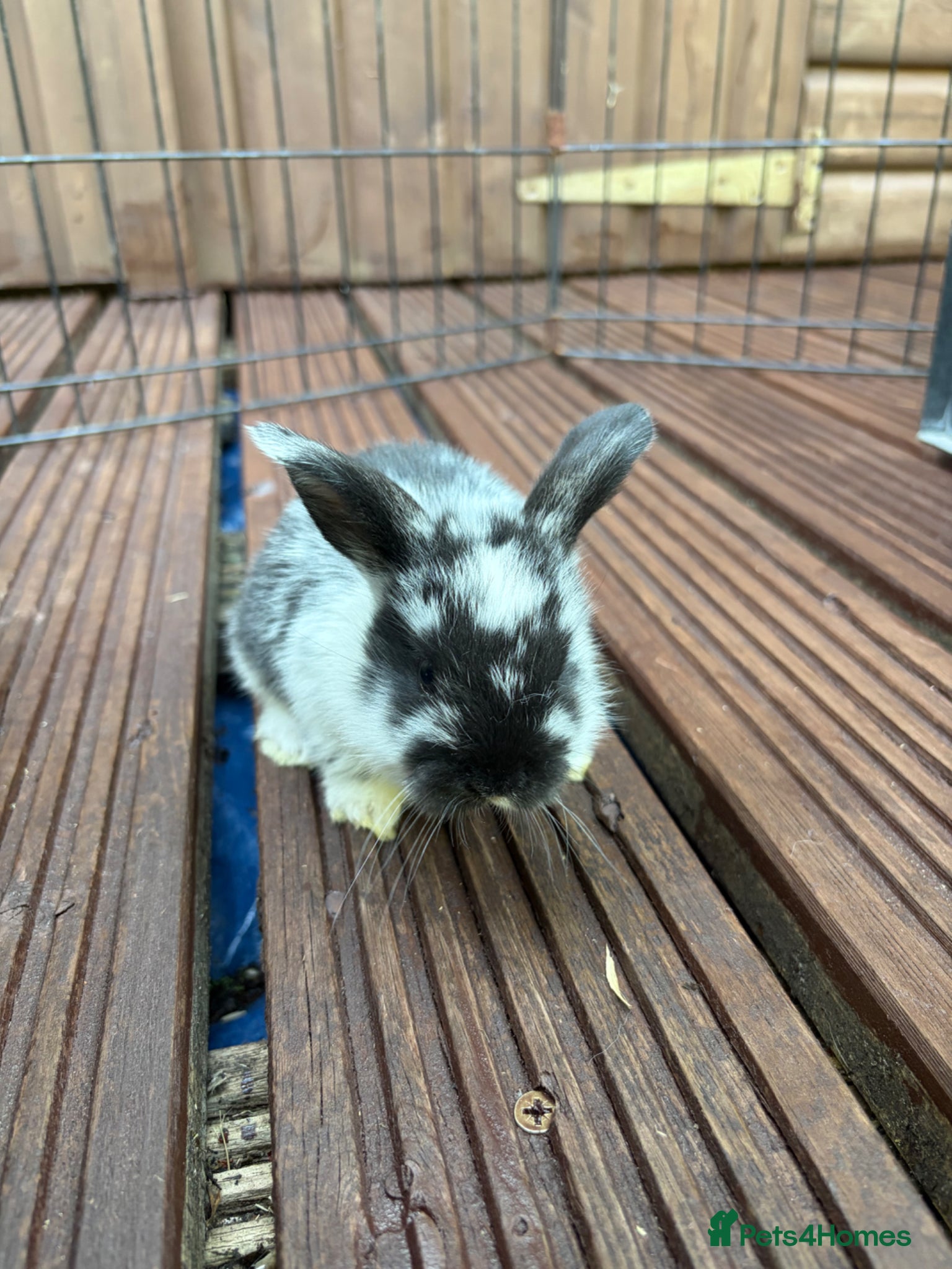 Mixed Breed rabbits English Spot cross Mini Lops - Advert 2