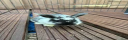 Mixed Breed rabbits for sale: English Spot cross Mini Lops in Ebbw Vale - Advert 2