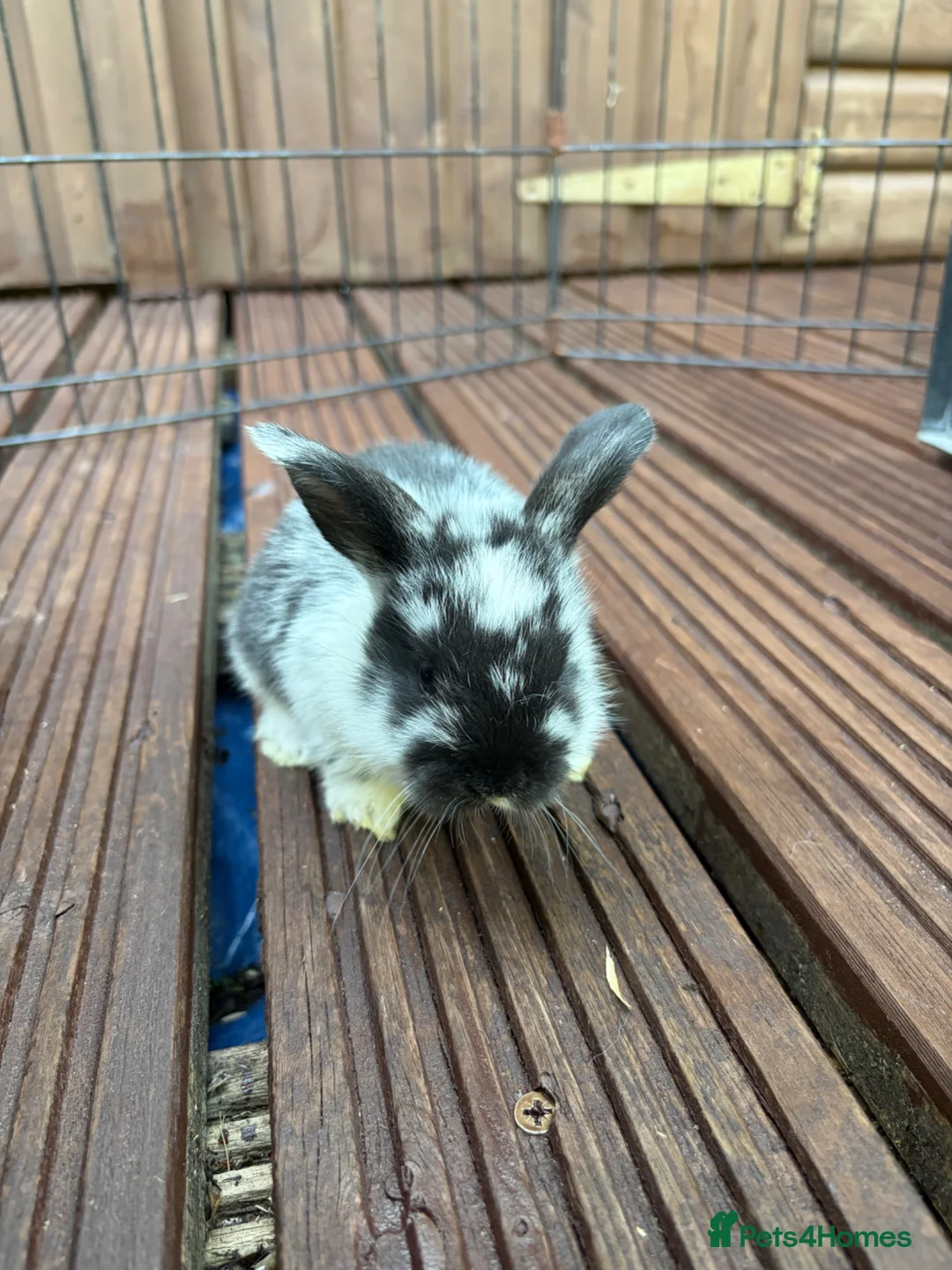 Mixed Breed rabbits for sale: English Spot cross Mini Lops in Ebbw Vale - Advert 2