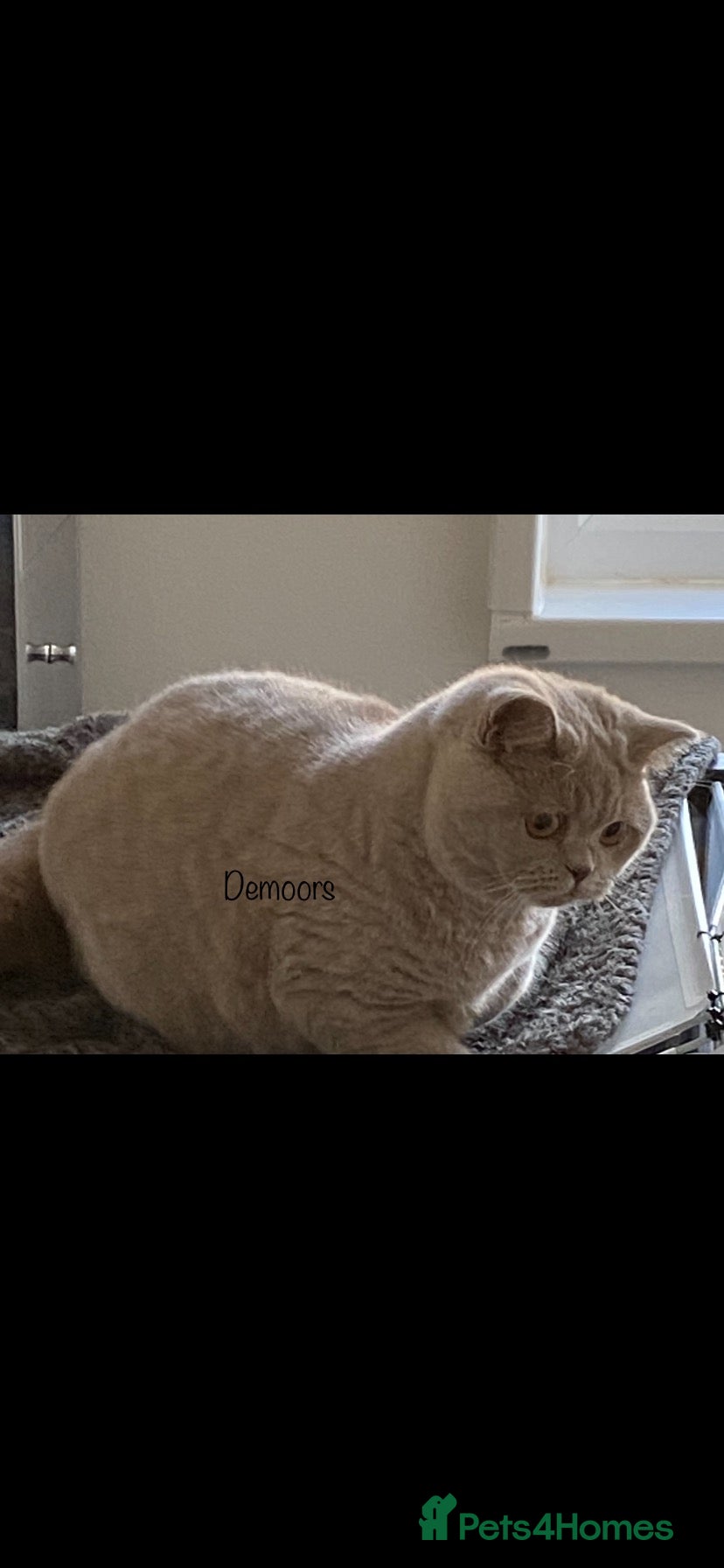 British Shorthair cats Older kittens for Rehome & Mum  - Advert 2