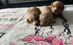 Cavapoo dogs for sale: F1BB cavapoo puppies  - Image 20
