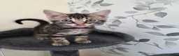 Mixed Breed cats for sale: Beautiful kittens looking for their forever homes  - Advert 14