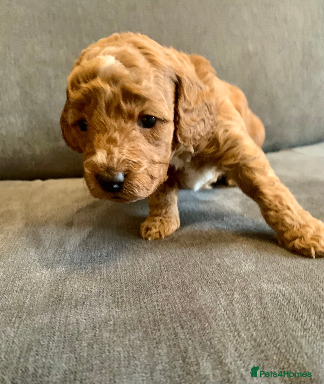 Cockapoo dogs for sale: Cockapoo - Advert 22