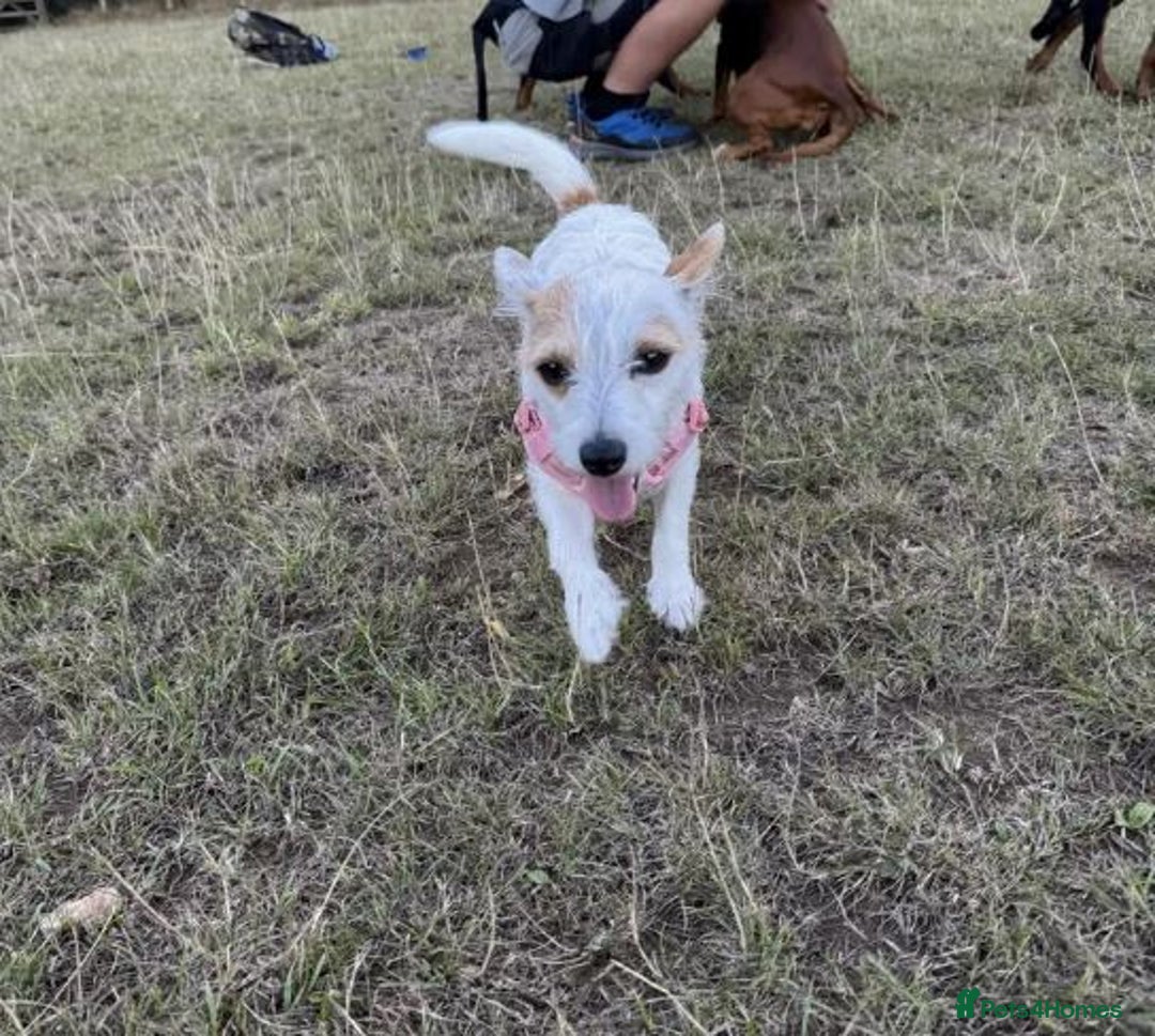 Mixed Breed dogs for sale: Loving Bichon/Jack Russell Cross Needs a New Home - Image 2