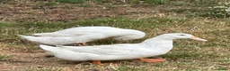 Ducks poultry for sale: FEMALE DUCKS  - Advert 7