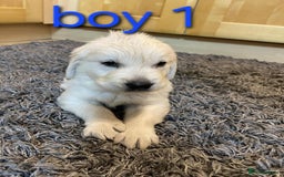 Golden Retriever dogs for sale: 🥰First Class kc Golen Retriever boys🥰 - Image 5