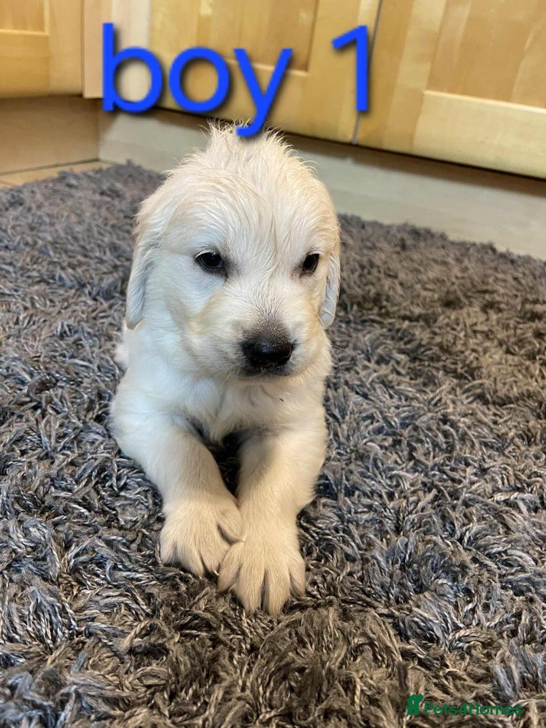 Golden Retriever dogs for sale: 🥰First Class kc Golen Retriever boys🥰 - Image 5