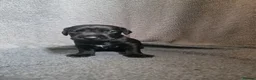 Patterdale Terrier dogs for sale: ❤️🐕Beautiful Patterdale puppies for sale🐕❤️ - Advert 6