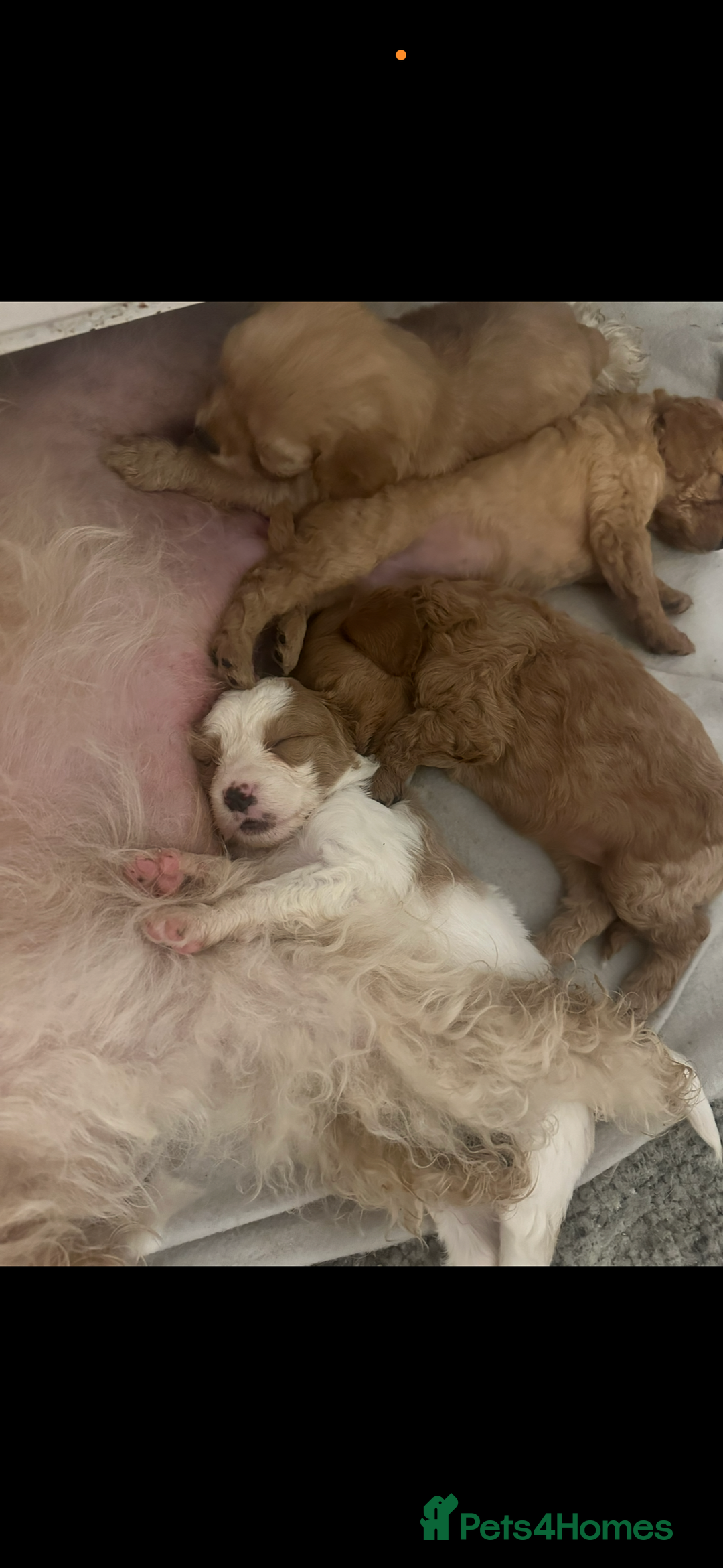 Cavapoo dogs for sale: Beautiful litter of cavapoos  - Advert 3