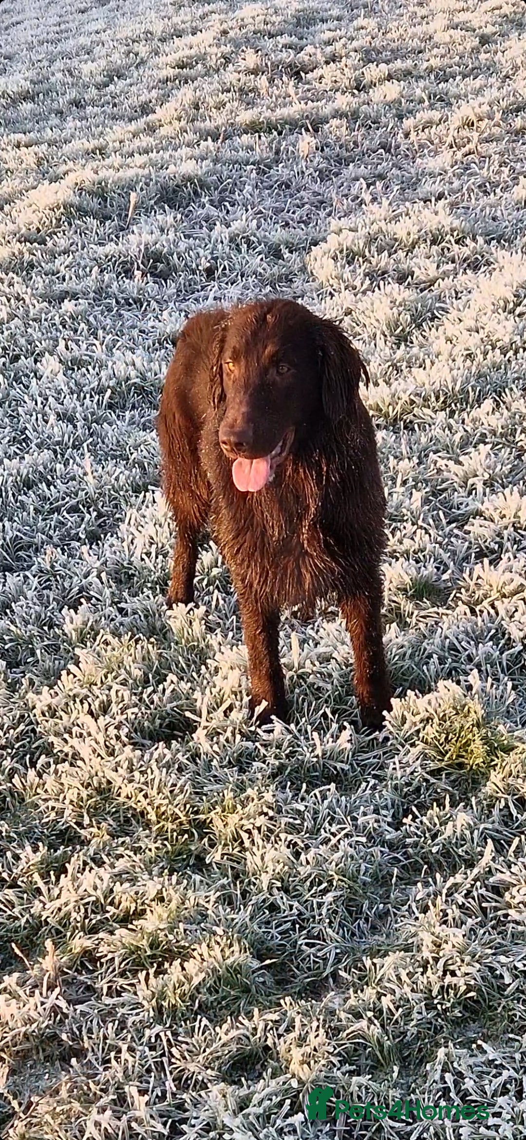 Flat coated Retriever dogs PEDIGREE TO DIE FOR! in Doncaster - Advert 1