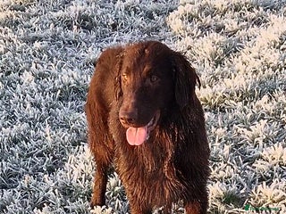 Flat coated Retriever dogs in Doncaster - Advert 2