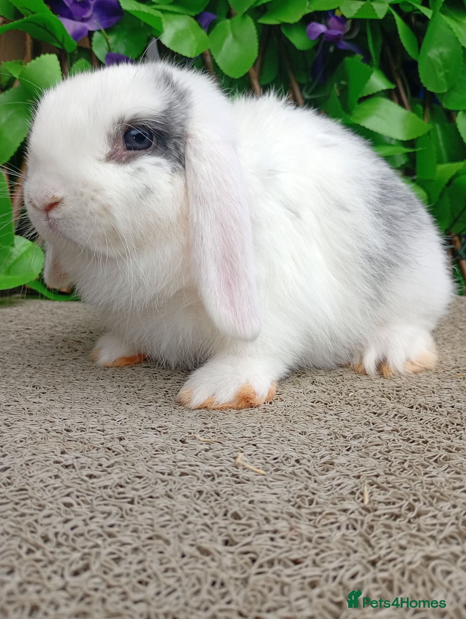 Mini Lop rabbits Mini lop (Still available) 😊 - Advert 21