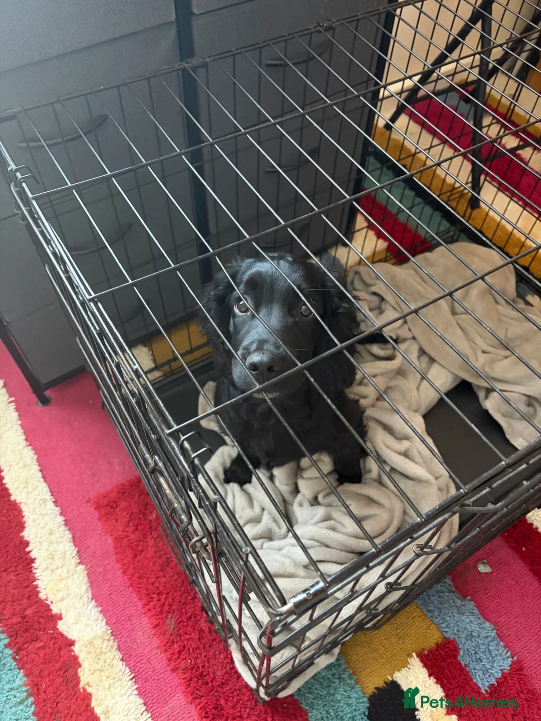 Sprocker dogs for sale: Male sprocker  - Advert 2