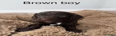 Cockapoo 3
