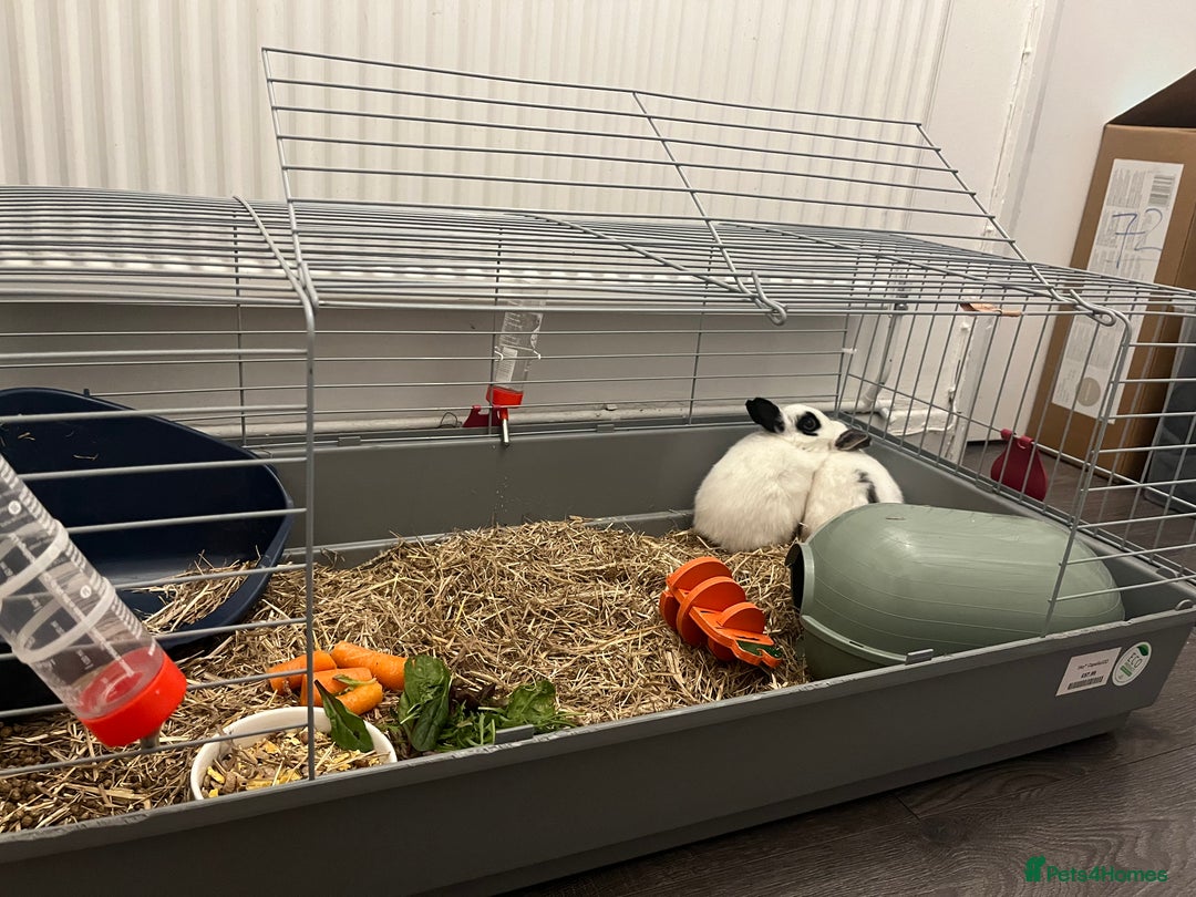 Mixed Breed rabbits for sale: 2 female rabbits  - Advert 4