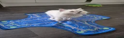 Ragdoll cats for sale: Four gorgeous Ragdoll kittens  - Advert 17