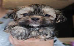 Shih Tzu dogs for sale: Beautiful Shih Tzu Puppies READY TO LEAVE SATURDAY - Image 15