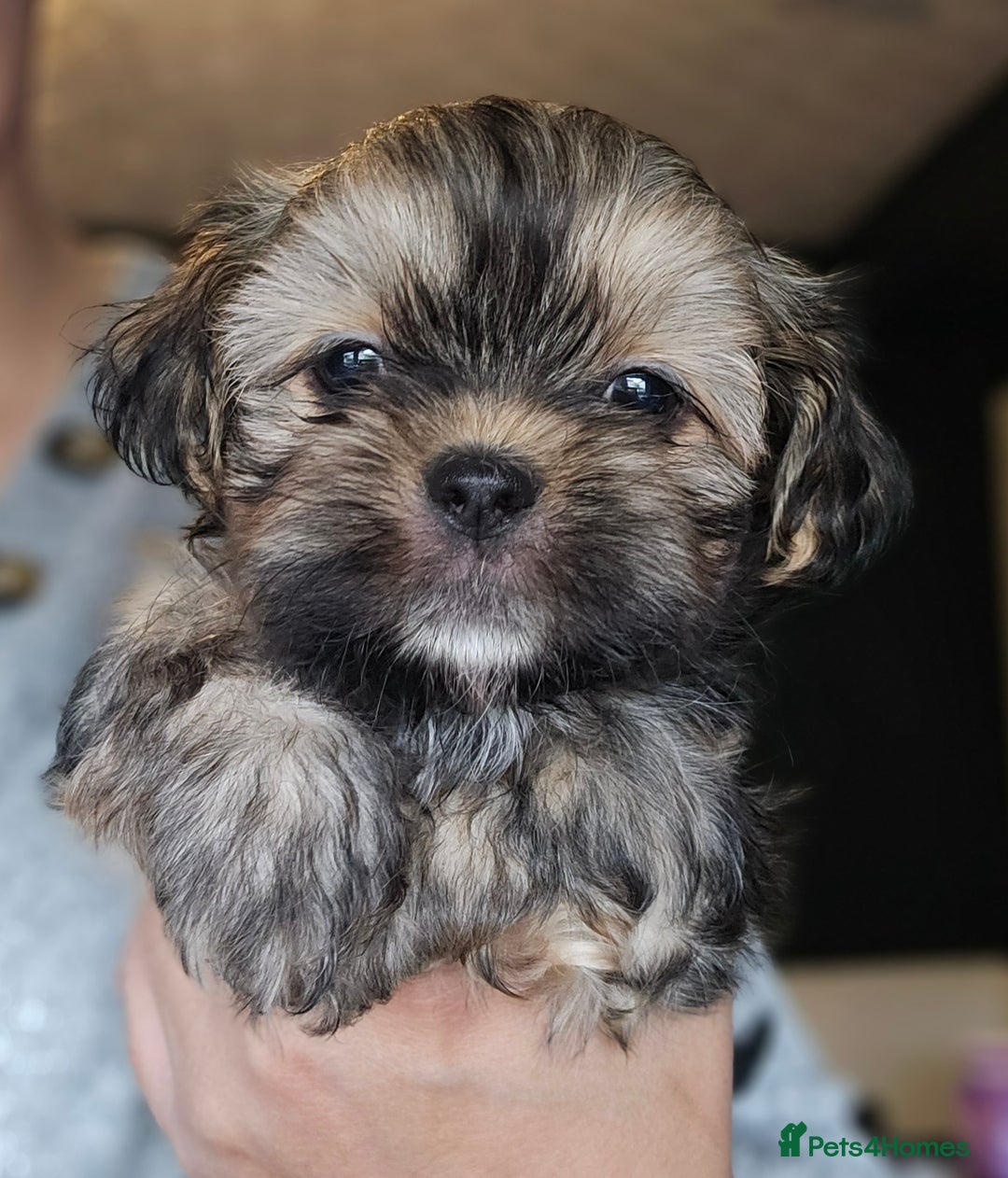 Shih Tzu dogs for sale: Beautiful Shih Tzu Puppies READY TO LEAVE SATURDAY - Image 15