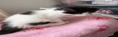 Pippa