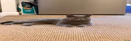 British Shorthair cats for sale: British Shorthair × Scottish Fold Mix Kittens - Advert 15