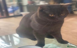British Shorthair cats for sale: Two beautiful BSH girls must go together - Image 2
