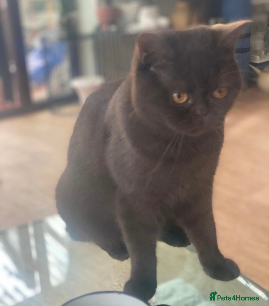 British Shorthair cats for sale: Two beautiful BSH girls must go together - Image 2