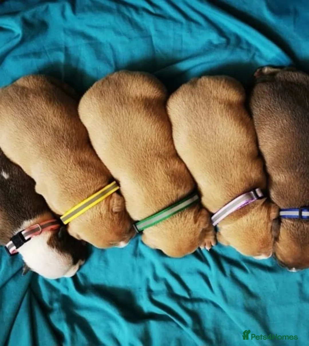 American Bully dogs for stud: American Pocket Bully PROVEN ! in Dartford - Advert 36