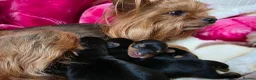 Yorkshire Terrier dogs for sale: Tiny Yorkshire terrier puppies🐶♥️💙💚 - Advert 8