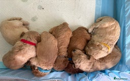 Toy Poodle dogs for sale: Stunning litter of Toy Poodles - Image 35