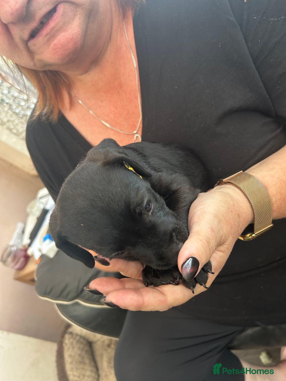 Patterdale Terrier dogs for sale: 7 beautiful Patterdale pups - Image 3