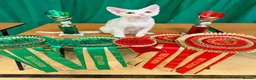 Devon Rex cats for sale: Adorable Devon Rex - Advert 9