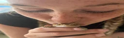 Gecko reptiles for sale: Female Crested Gecko with Full Set Up in Newport - Advert 7