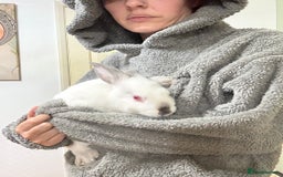 New Zealand rabbits for sale: New Zealand Does and bucks ready to leave now - Image 11