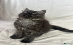 Ragcoon cats for sale: ⭐️RAGCOON FEMALE ⭐️ READY NOW - Image 3