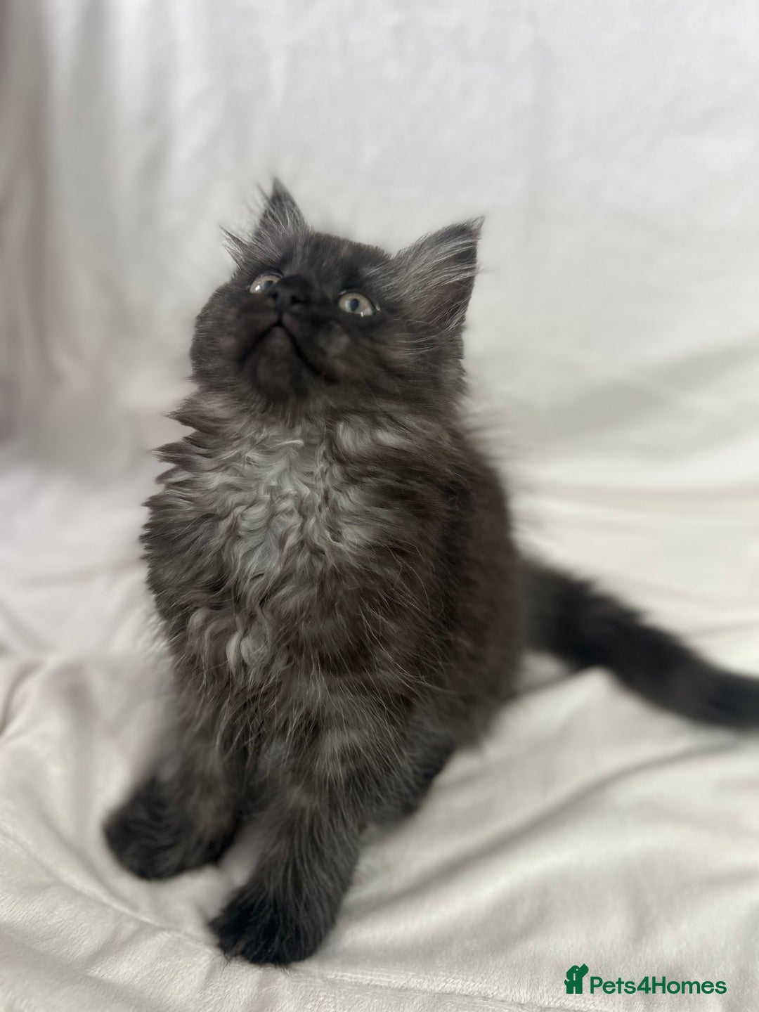 Ragcoon cats for sale: ⭐️RAGCOON FEMALE ⭐️ READY NOW - Image 3