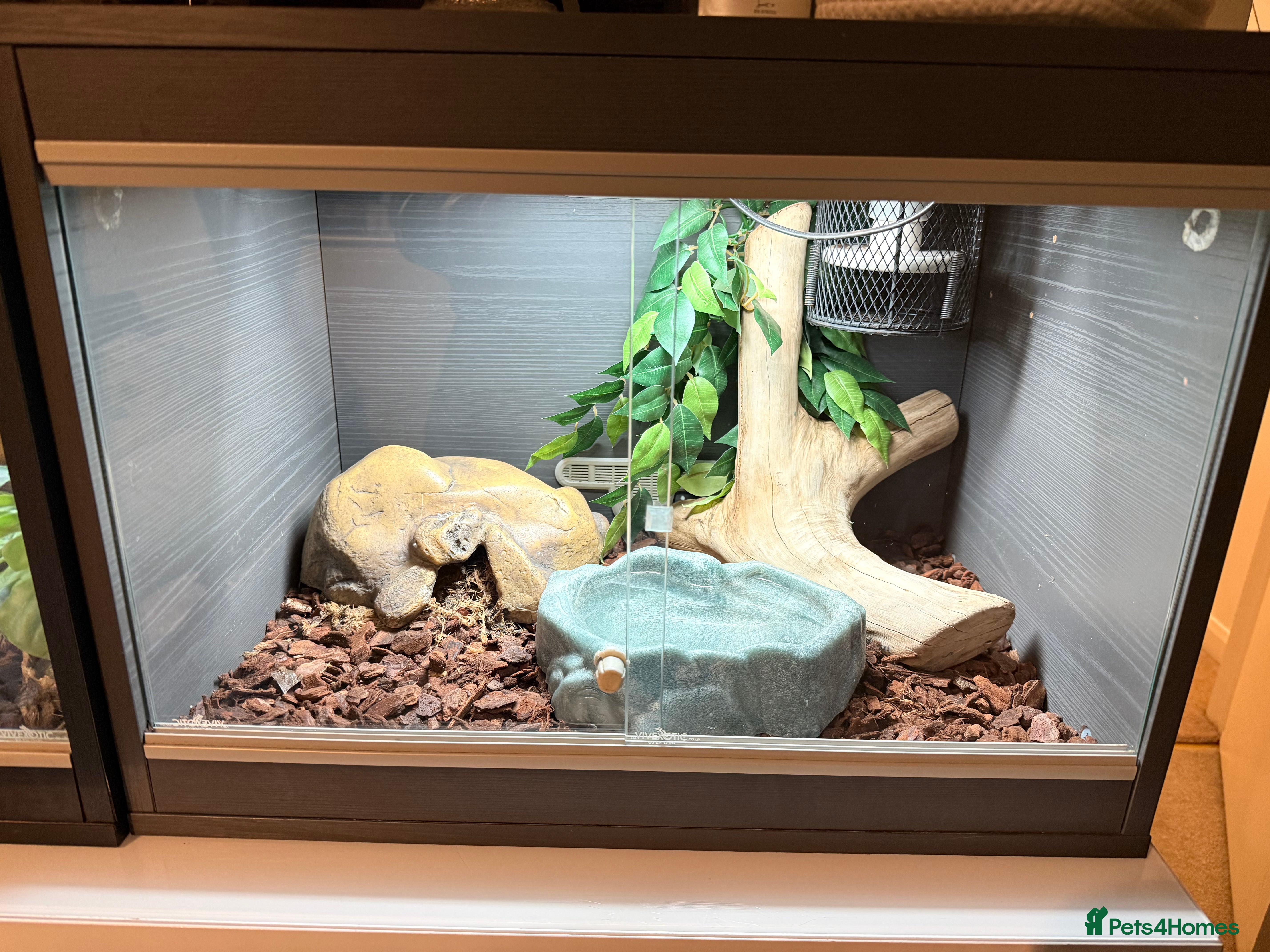 Python Snake reptiles Two stunning ball pythons  - Advert 3