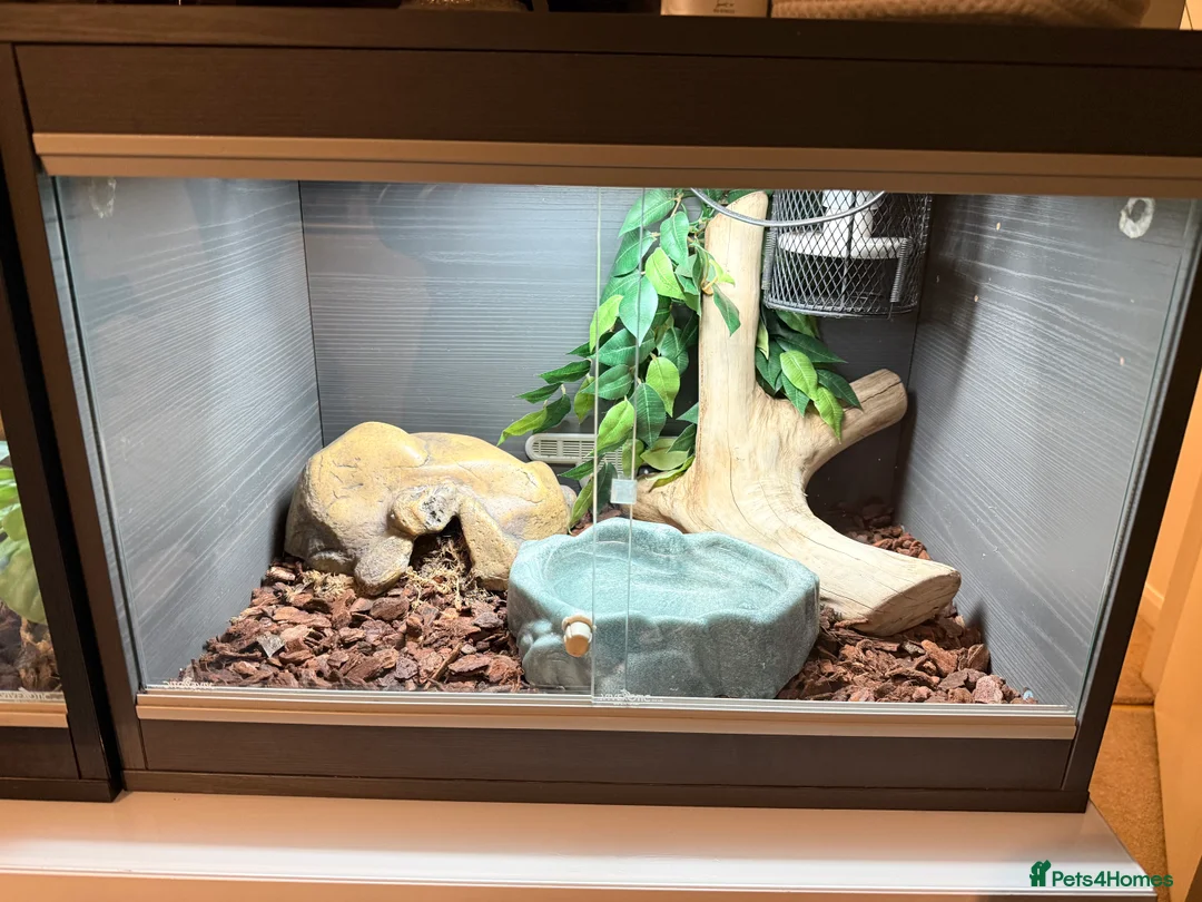 Python Snake reptiles for sale: Two stunning ball pythons  - Advert 1