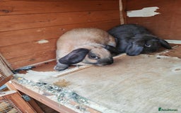 Mini Lop rabbits for sale: Rabbit  - Image 2