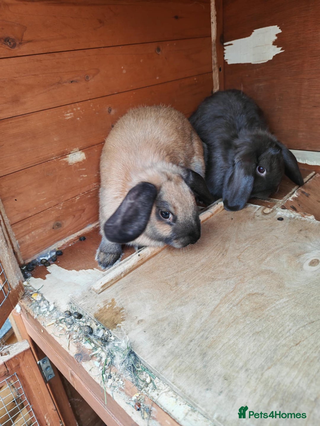Mini Lop rabbits for sale: Rabbit  - Image 2