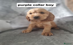 Cocker Spaniel dogs for sale: Show type cocker spaniel puppies  - Image 2