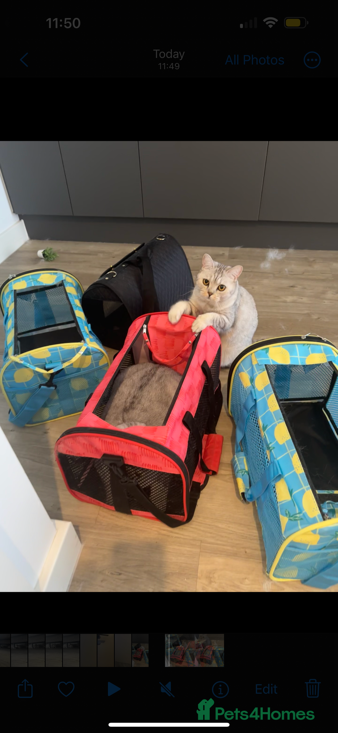 British Shorthair cats for sale: 2x British Shorthair - Advert 16