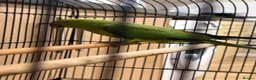 Ringnecks birds for sale: Ringneck - Advert 5