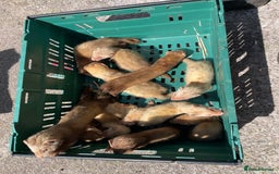 Ferret rodents for sale: Mixed ferrets  - Image 3