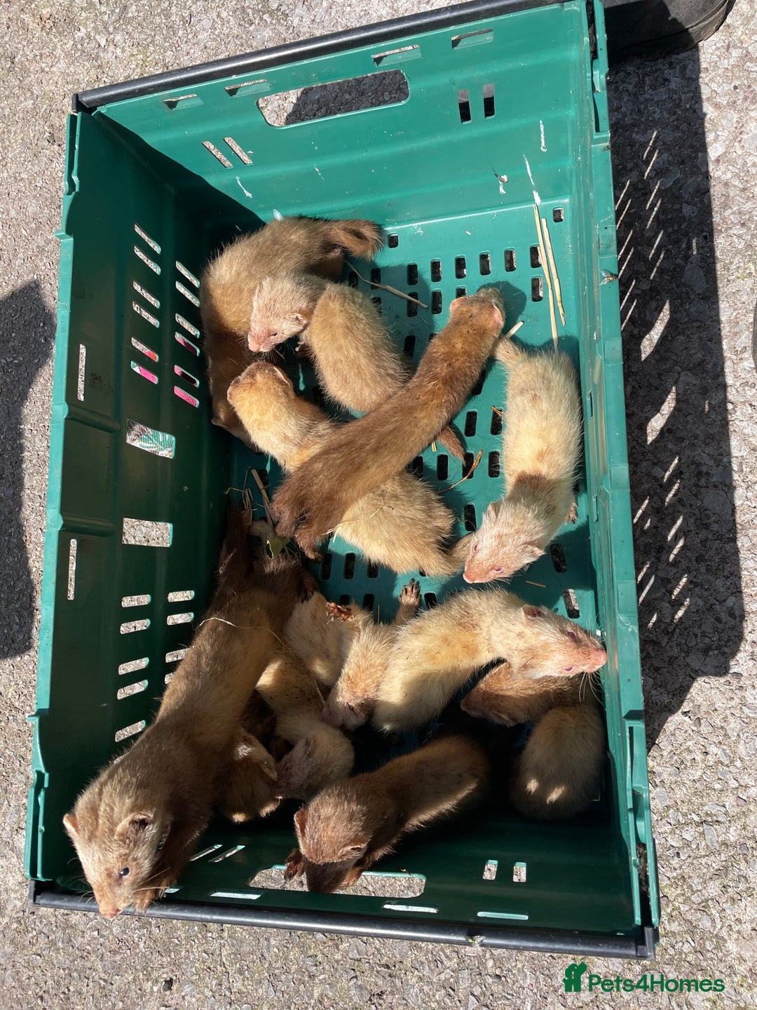 Ferret rodents for sale: Mixed ferrets  - Image 3