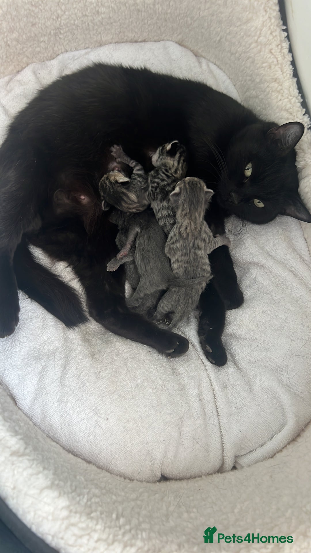 Mixed Breed cats for sale: Kittens for sale - Image 5