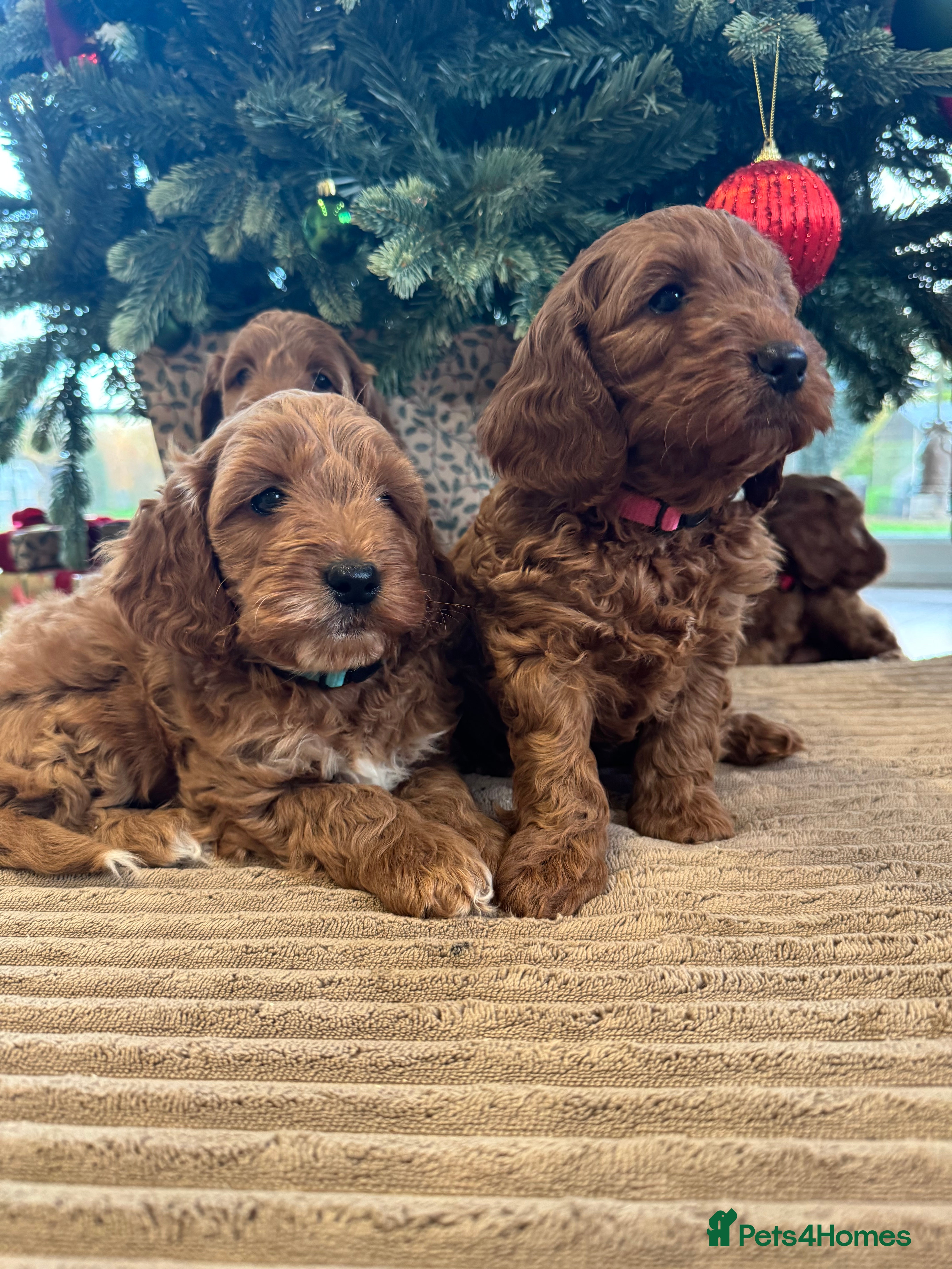 Cockapoo dogs Red cockapoos *DNA CLEAR* - Advert 7