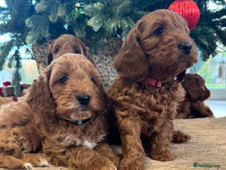 Cockapoo dogs Red cockapoos *DNA CLEAR* - Advert 7