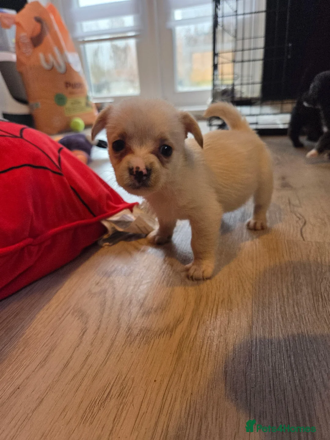 Mixed Breed dogs for sale: West Highland Terrier mixed puppies READY SUNDAY!! - Advert 3