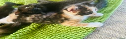 Siamese cats for sale: Beautiful Siamese X girl  - Advert 3